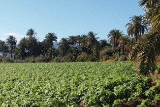 El Palmeral